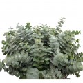 Verdes_Eucaliptus