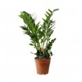 Zamioculcas